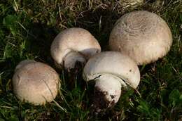 Image de Agaricus litoralis (Wakef. & A. Pearson) Pilát 1952