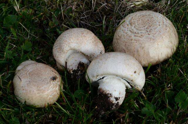 Image de Agaricus litoralis (Wakef. & A. Pearson) Pilát 1952