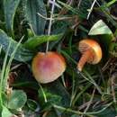 Image of Hygrocybe mucronella (Fr.) P. Karst. 1879