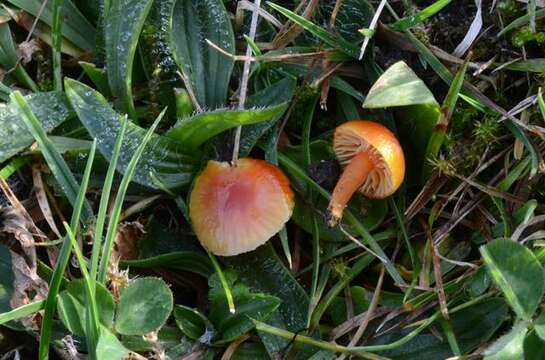 Слика од Hygrocybe mucronella (Fr.) P. Karst. 1879