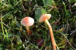 Image of Hygrocybe mucronella (Fr.) P. Karst. 1879