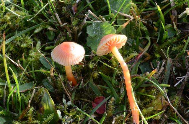 Image of Hygrocybe mucronella (Fr.) P. Karst. 1879