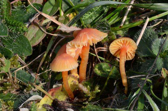 Image of Hygrocybe mucronella (Fr.) P. Karst. 1879