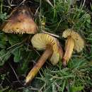 Imagem de Hygrocybe spadicea (Scop.) P. Karst. 1879