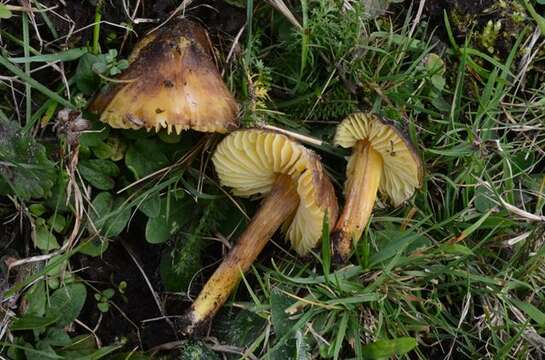 Imagem de Hygrocybe spadicea (Scop.) P. Karst. 1879