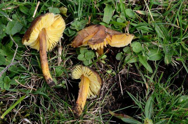 Image of Date waxcap