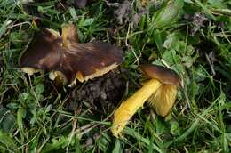 Image of Date waxcap