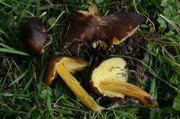 Image of Date waxcap