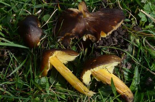 Image of Date waxcap