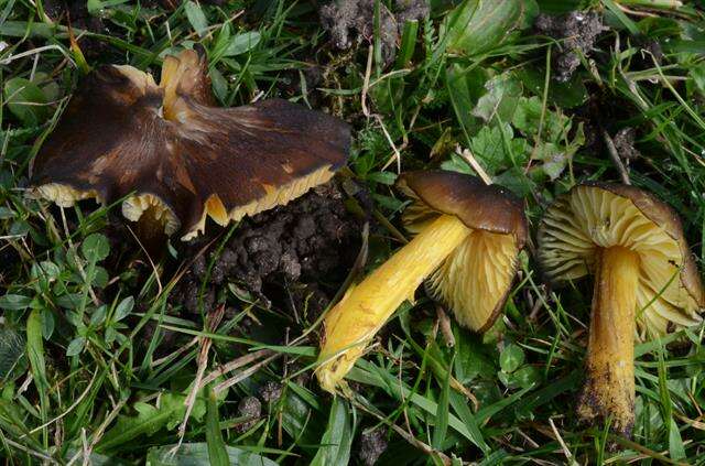 Image of Date waxcap