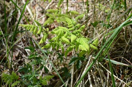 Image of oakfern