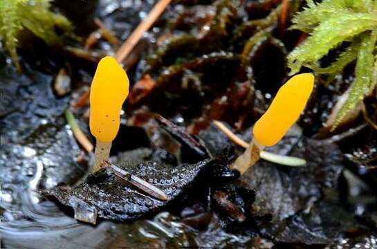 Image of Sclerotiniaceae