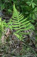 Image of beechfern