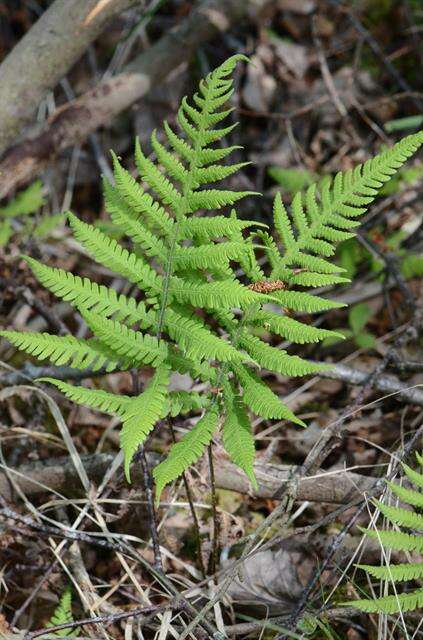 Image of beechfern