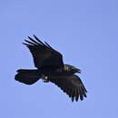 Imagem de Corvus ruficollis Lesson & R 1831