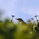 Image of Ring Ouzel