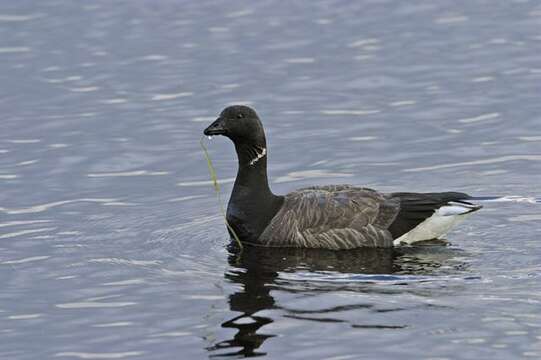 صورة Branta bernicla bernicla (Linnaeus 1758)