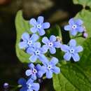 Image of False Forget-Me-Not