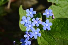 Plancia ëd Brunnera