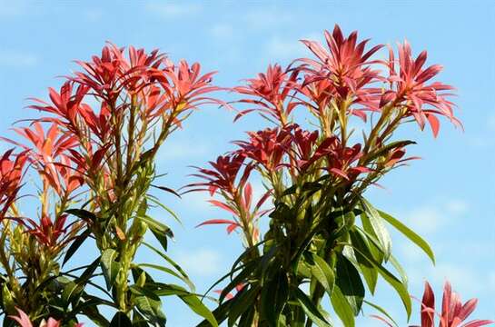 Image of fetterbush