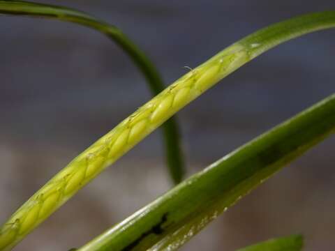 Image of eelgrass family