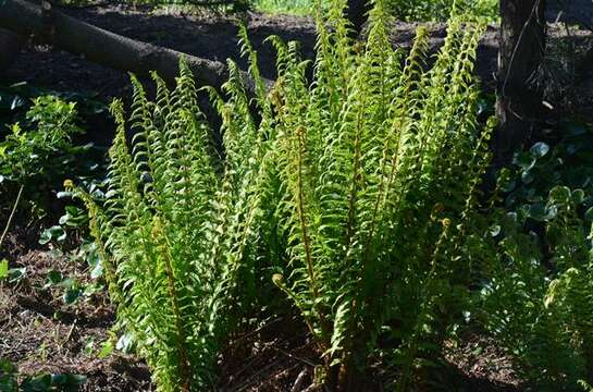 Image of Dryopteris caucasica (A. Br.) Fraser-Jenkins & Corley