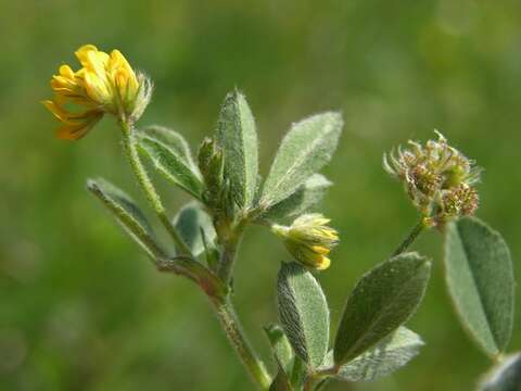 Image of Medick