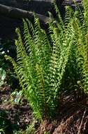 Imagem de Dryopteris caucasica (A. Br.) Fraser-Jenkins & Corley