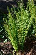 Imagem de Dryopteris caucasica (A. Br.) Fraser-Jenkins & Corley