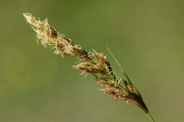 Plancia ëd Carex arenaria L.