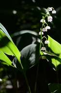 Image of convallaria