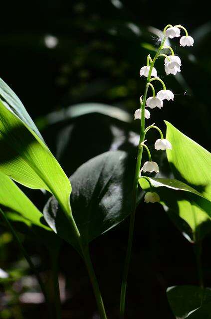 Image of convallaria