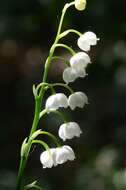 Image of convallaria