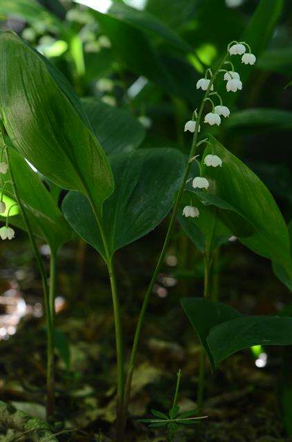 Image of convallaria