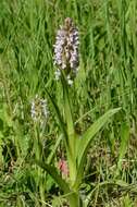 Image of Early marsh-orchid