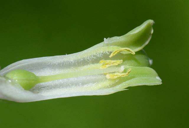 Image of Solomon's Seal