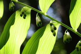 Слика од Polygonatum