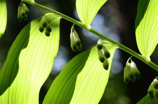 Image of Solomon's Seal