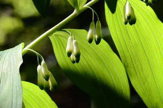 Image of Solomon's Seal