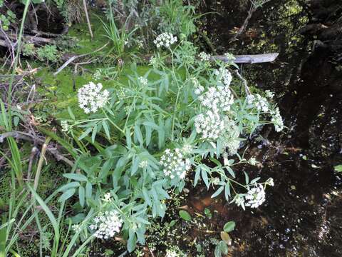 Image of greater water-parsnip