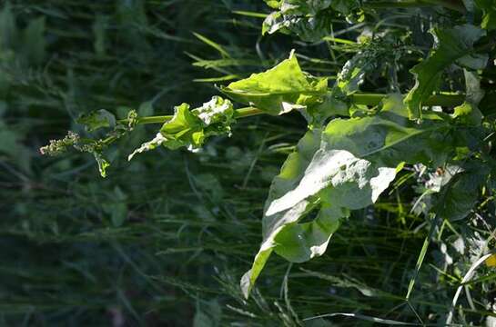 Image of Narrow-Leaf Sorrel