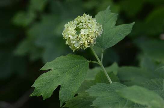 Image of Guelder Rose