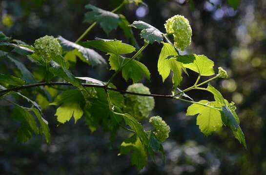 Image of Guelder Rose