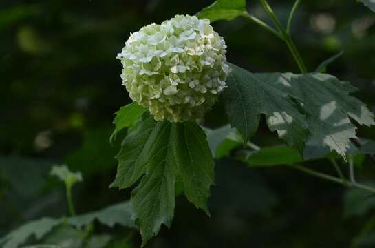 Image of Guelder Rose