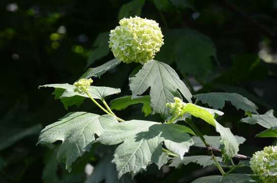 Image of Guelder Rose