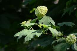 Image of Guelder Rose