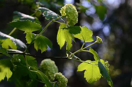 Image of Guelder Rose