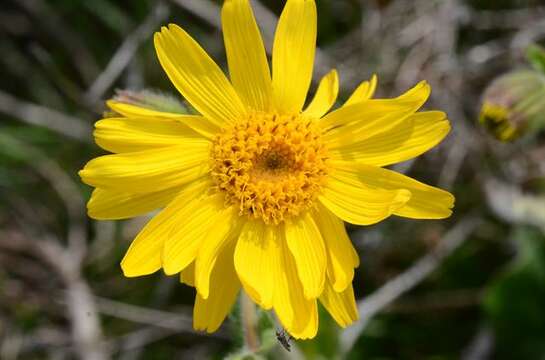 Image of arnica