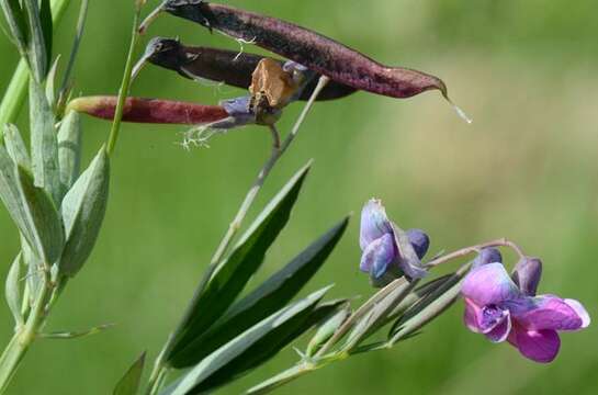 Lathyrus linifolius (Reichard) Bassler resmi