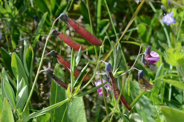 Lathyrus linifolius (Reichard) Bassler resmi